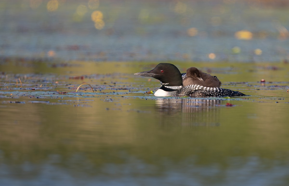 Common Loon - ML639028184