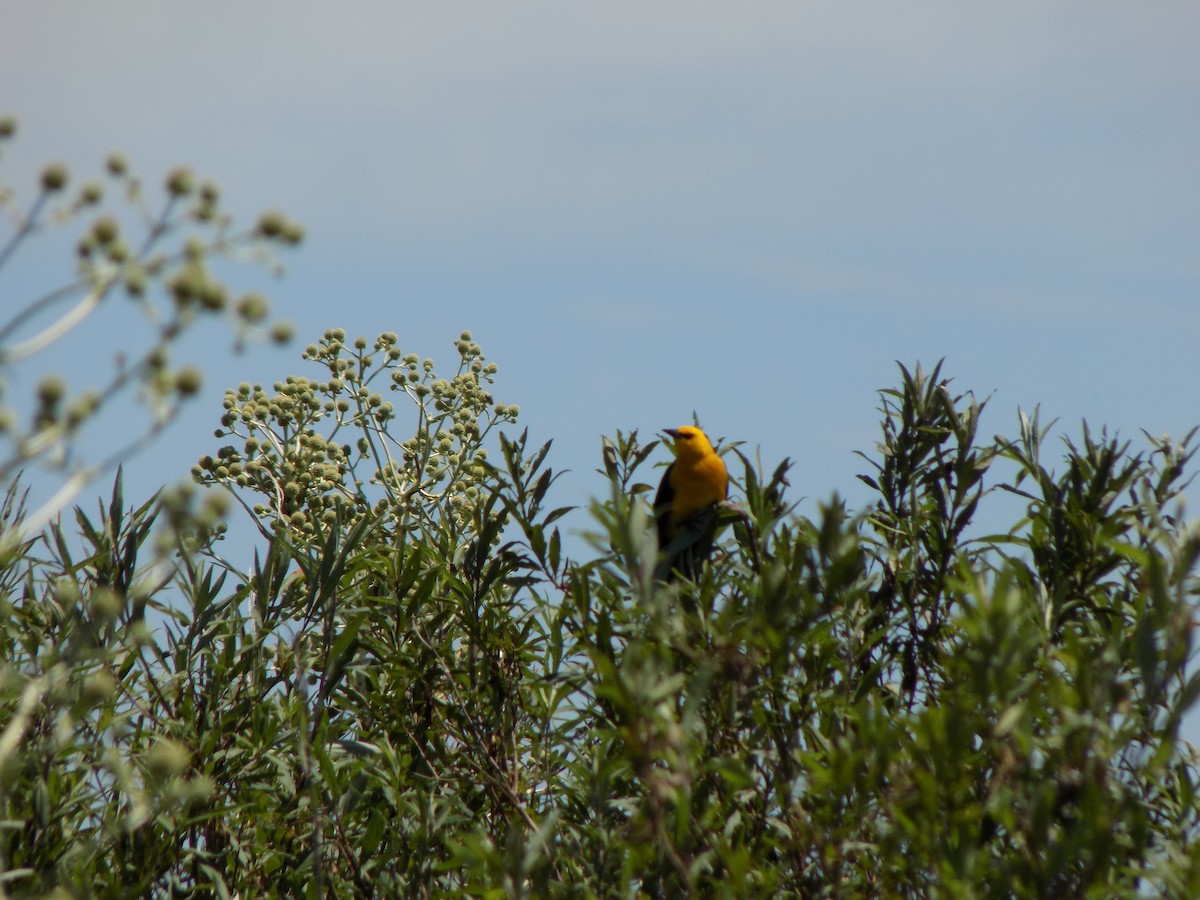 Saffron-cowled Blackbird - ML639028189