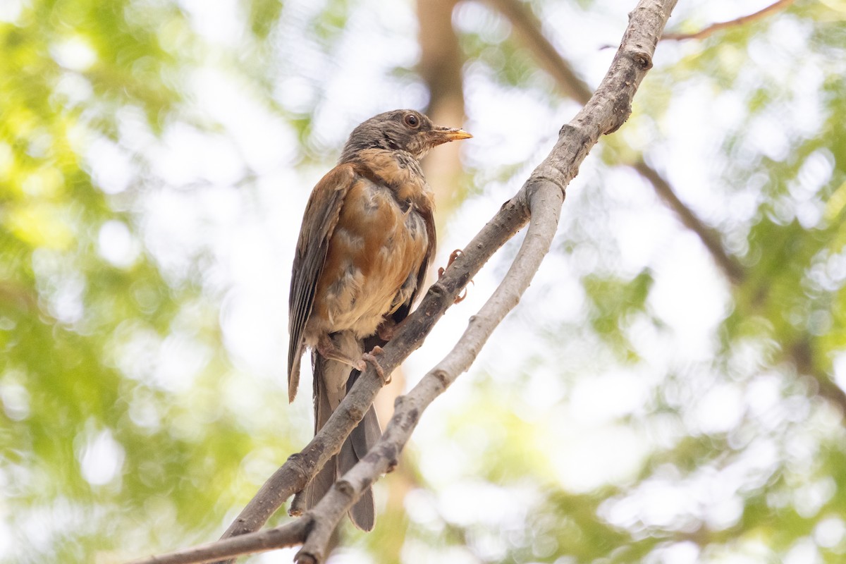 Rufous-backed Robin - ML639028352