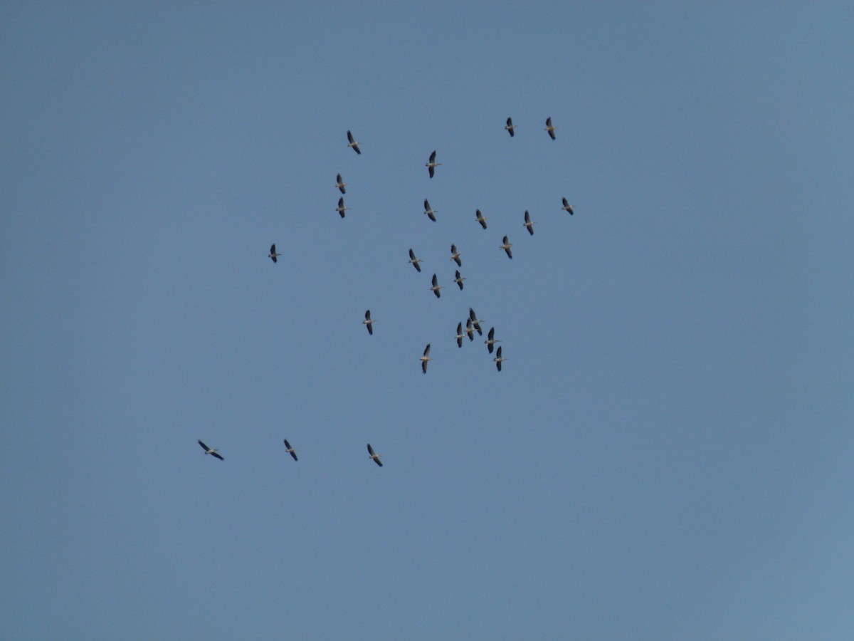 Great White Pelican - ML639028443