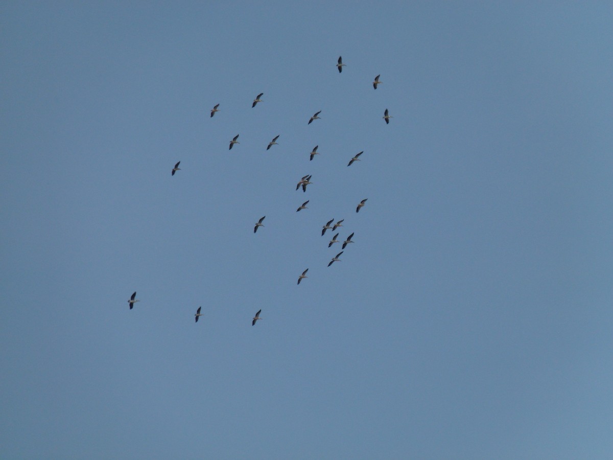 Great White Pelican - ML639028444
