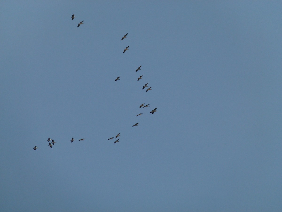 Great White Pelican - ML639028446
