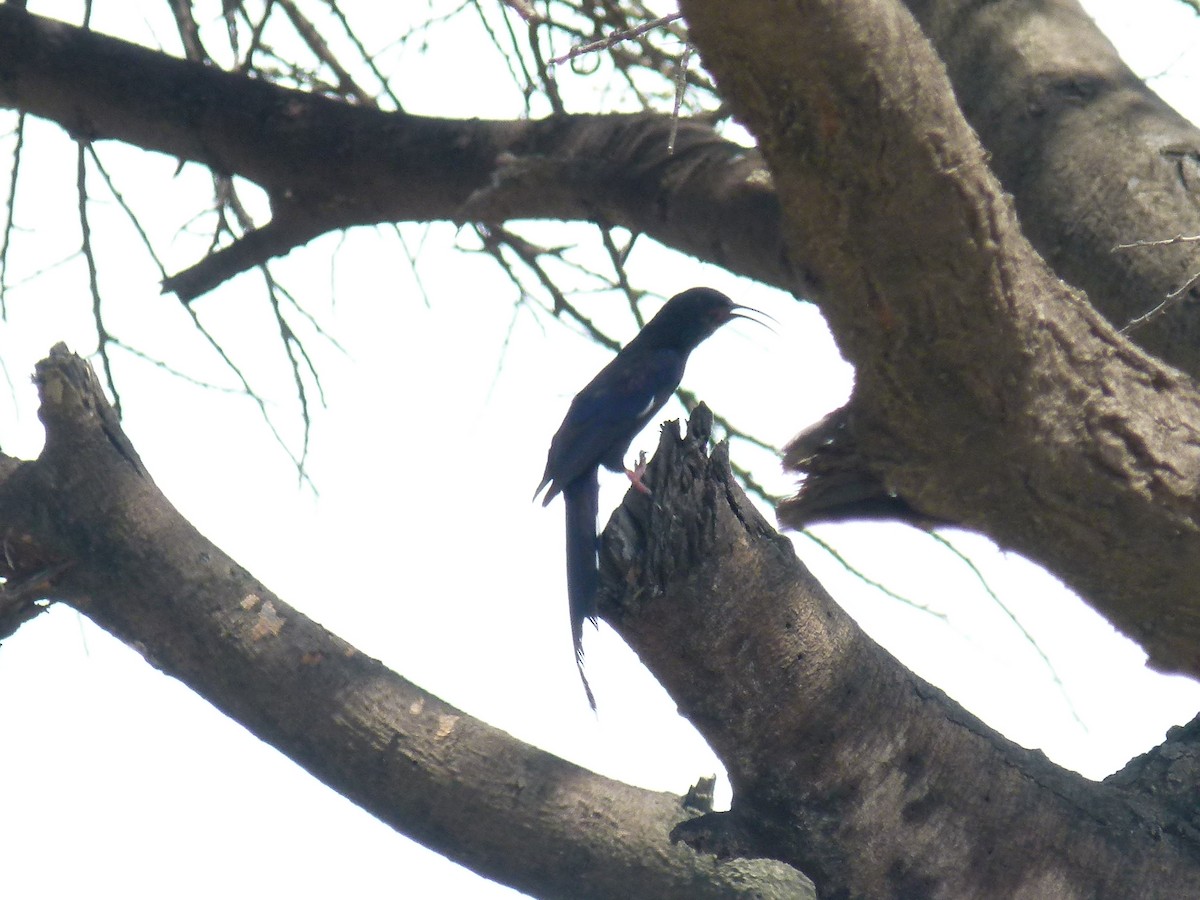 Black-billed Woodhoopoe - ML639028463