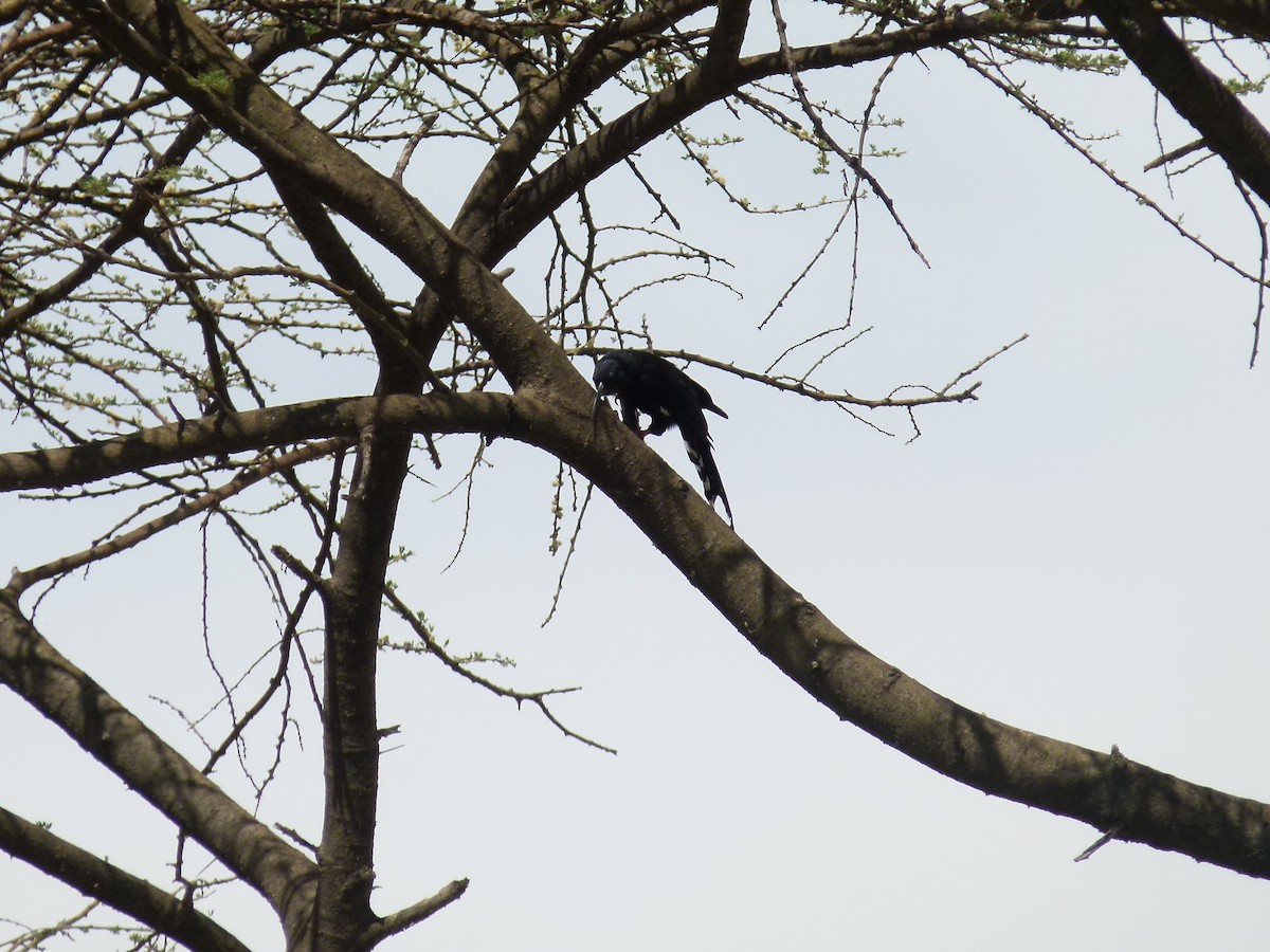 Black-billed Woodhoopoe - ML639028464
