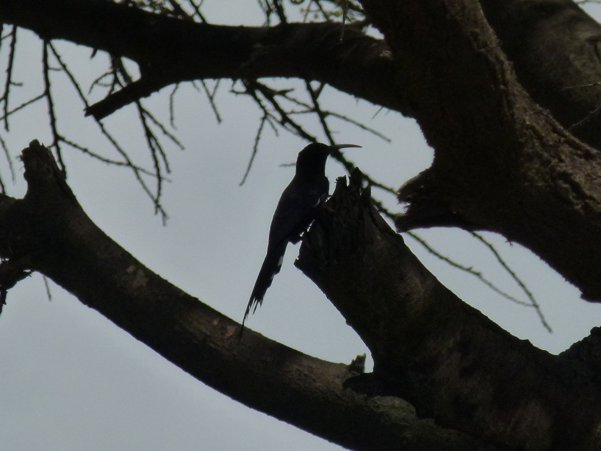 Black-billed Woodhoopoe - ML639028465