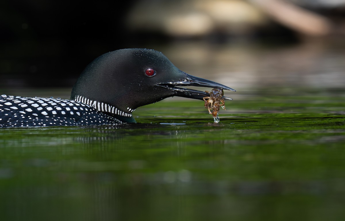 Common Loon - ML639028494