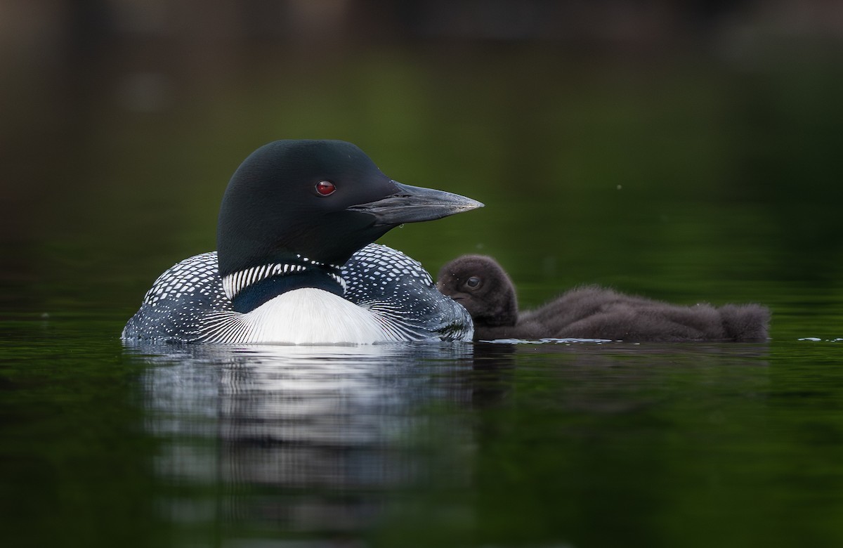Common Loon - ML639028495