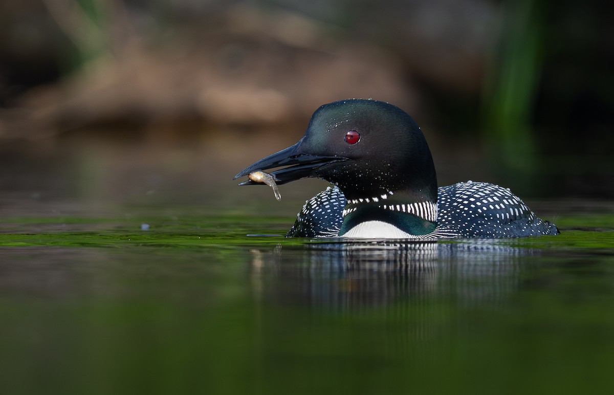 Common Loon - ML639028496