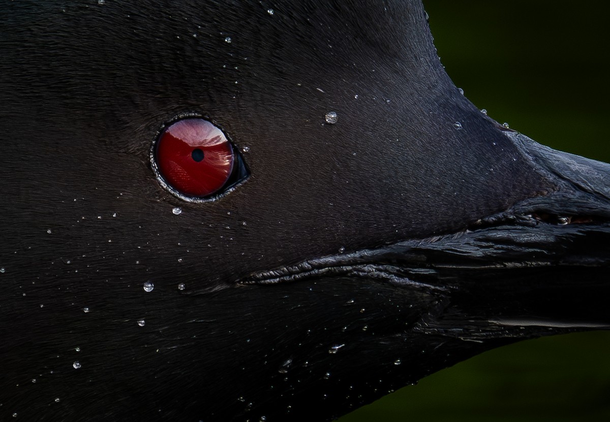 Common Loon - ML639028497