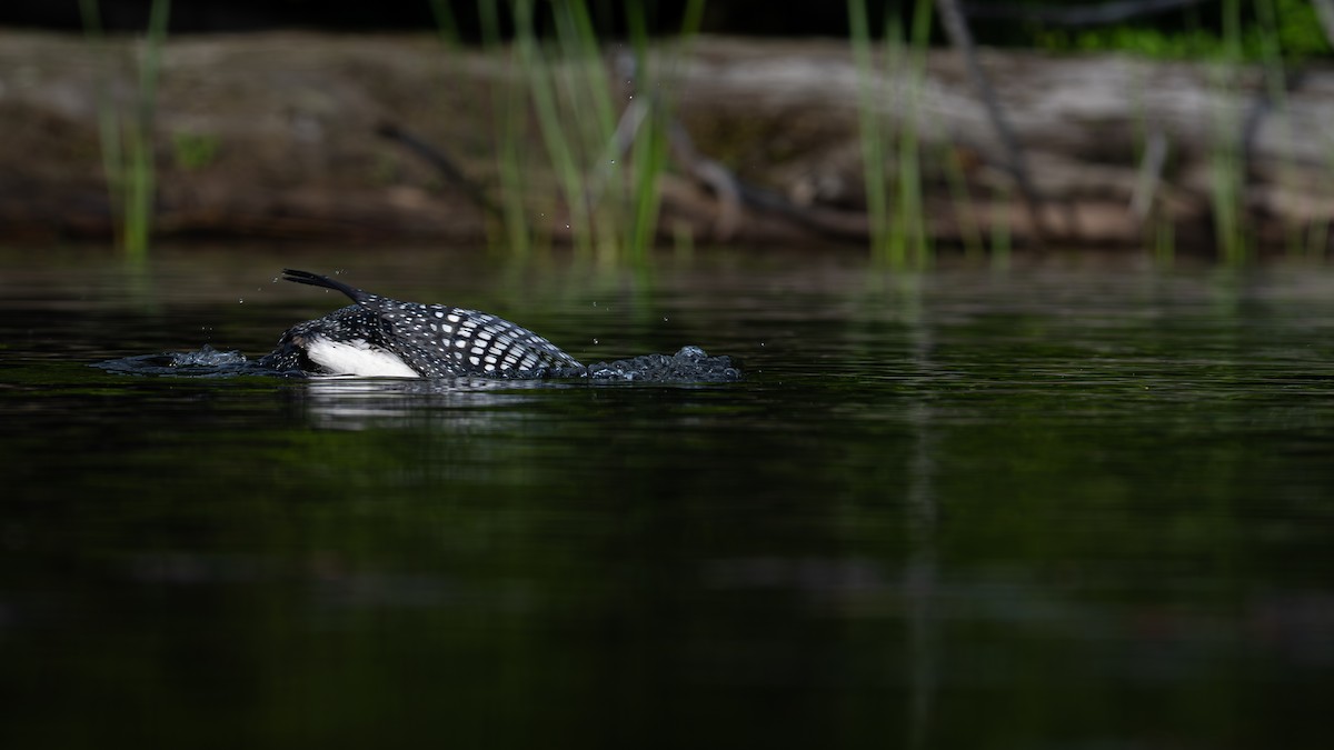 Common Loon - ML639028498