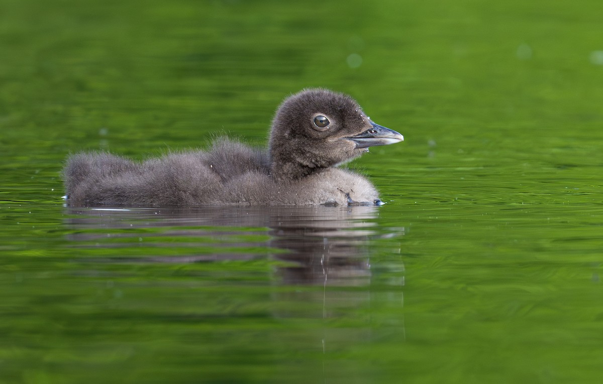 Common Loon - ML639028499