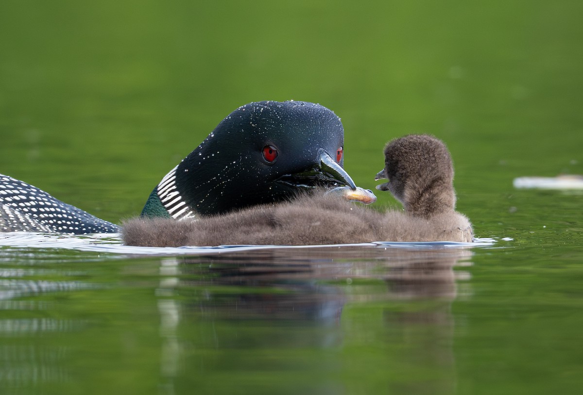 Common Loon - ML639028500