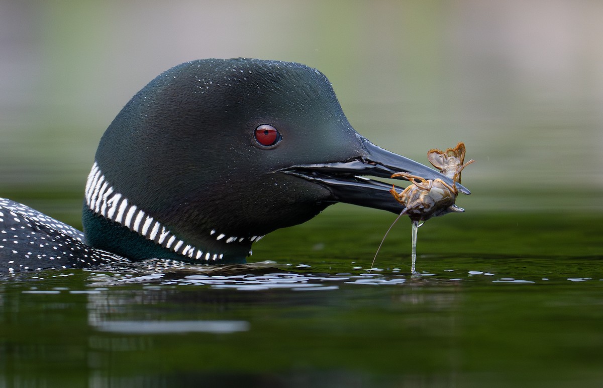 Common Loon - ML639028501