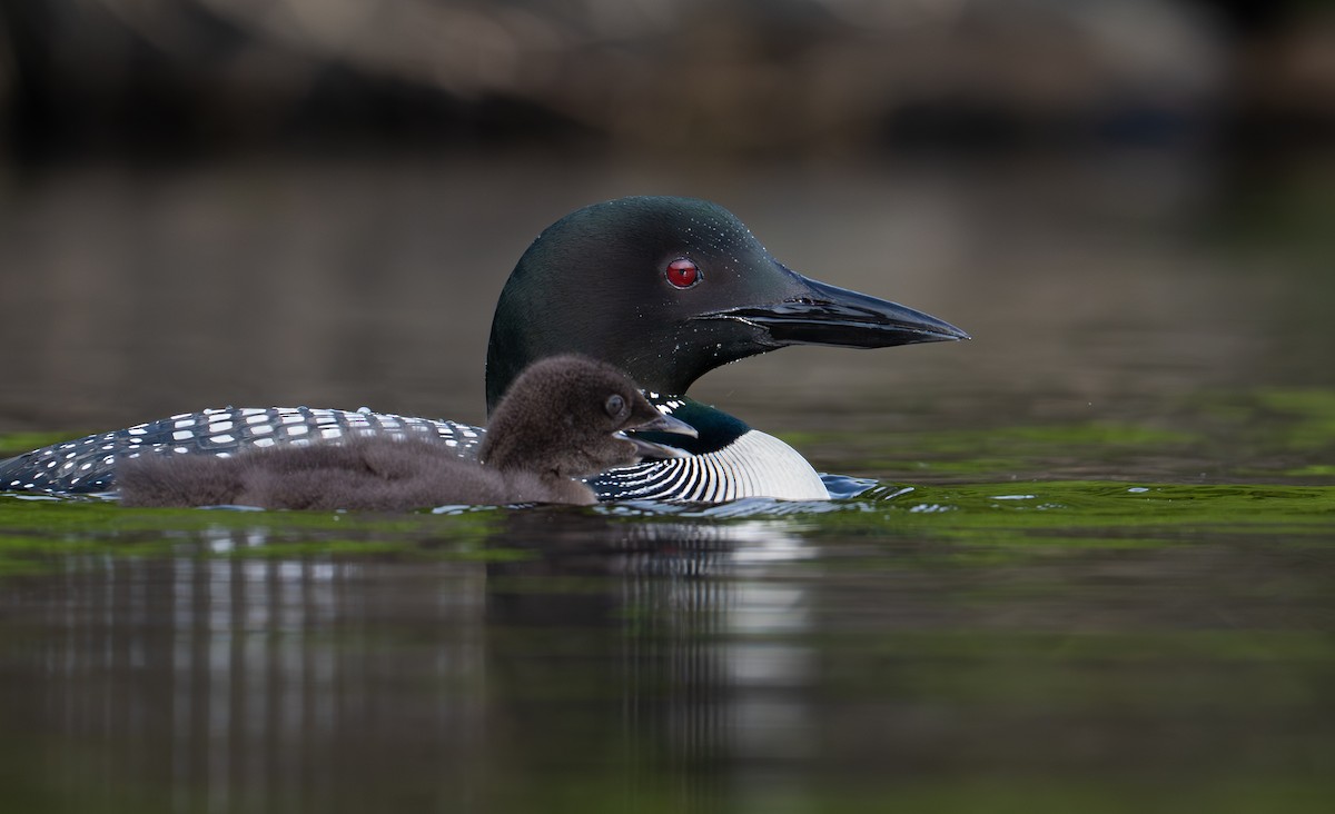 Common Loon - ML639028502