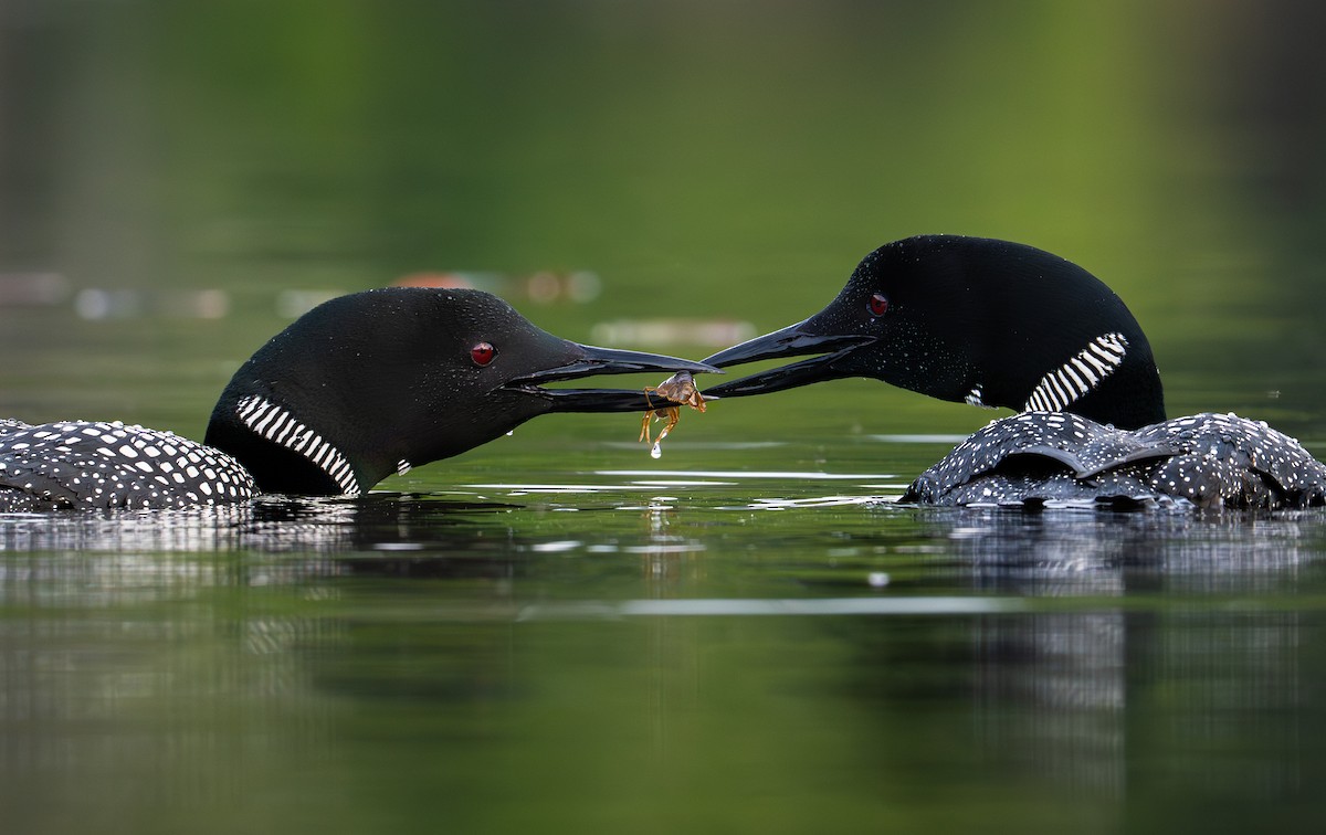 Common Loon - ML639028503