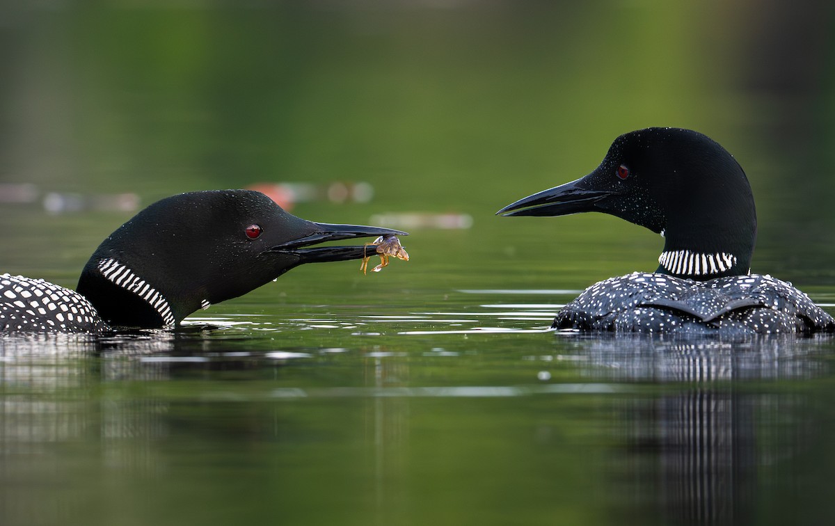 Common Loon - ML639028504