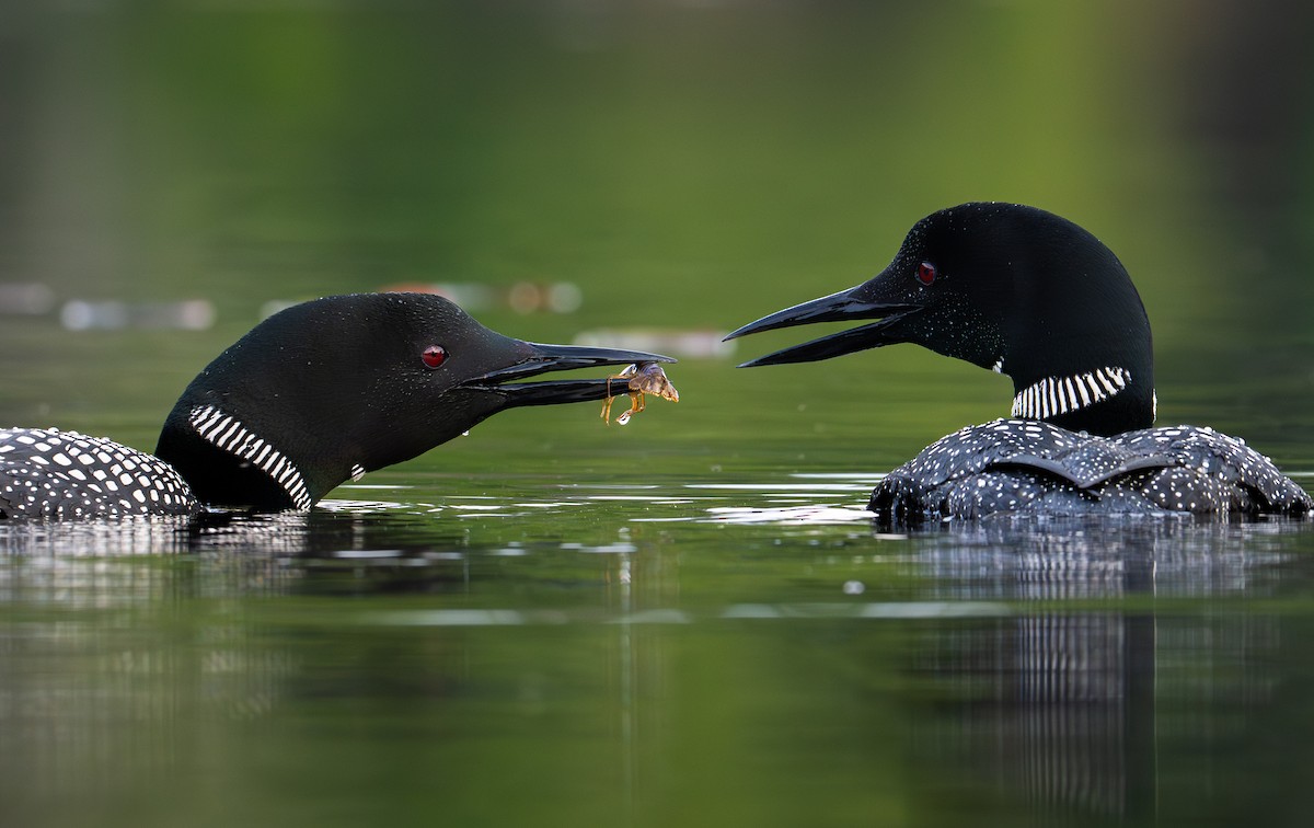 Common Loon - ML639028505