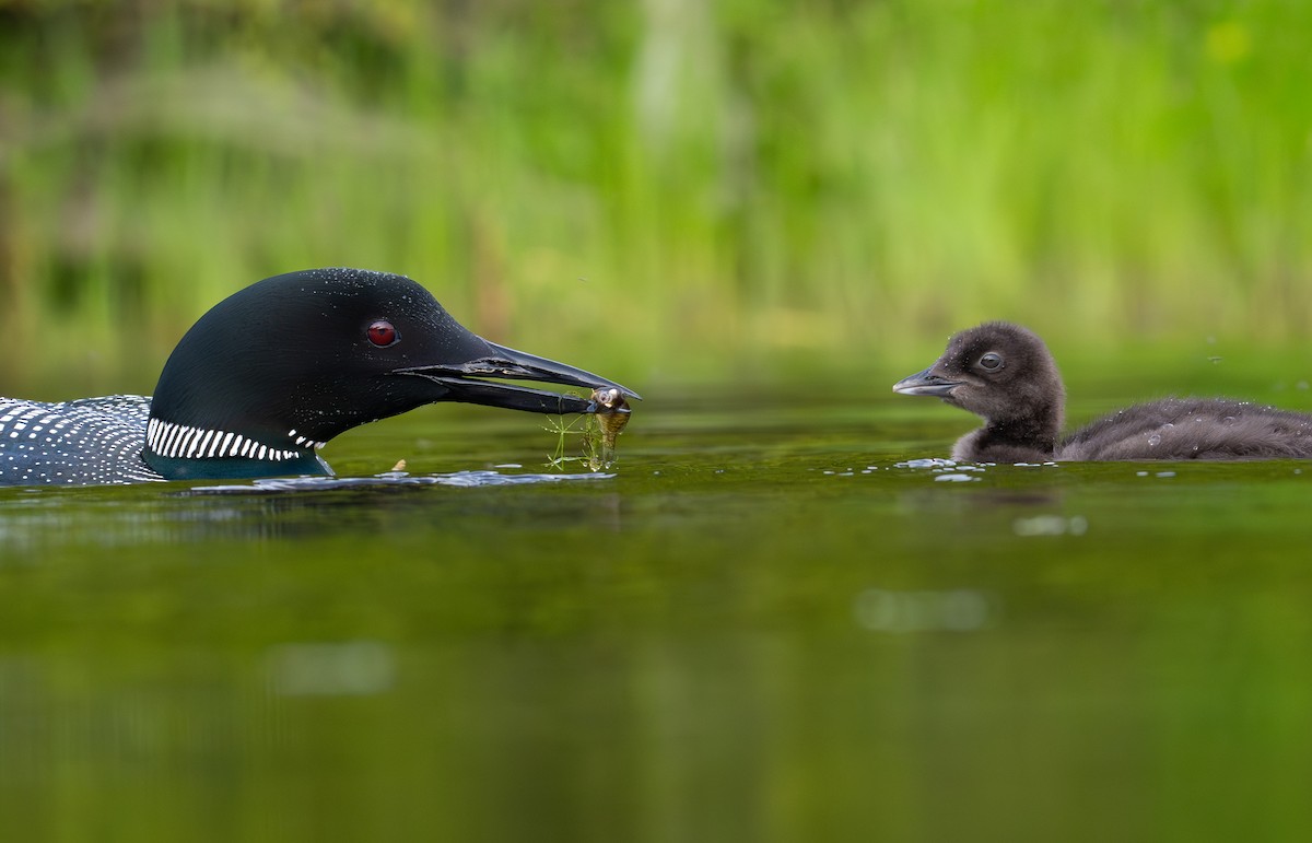 Common Loon - ML639028506