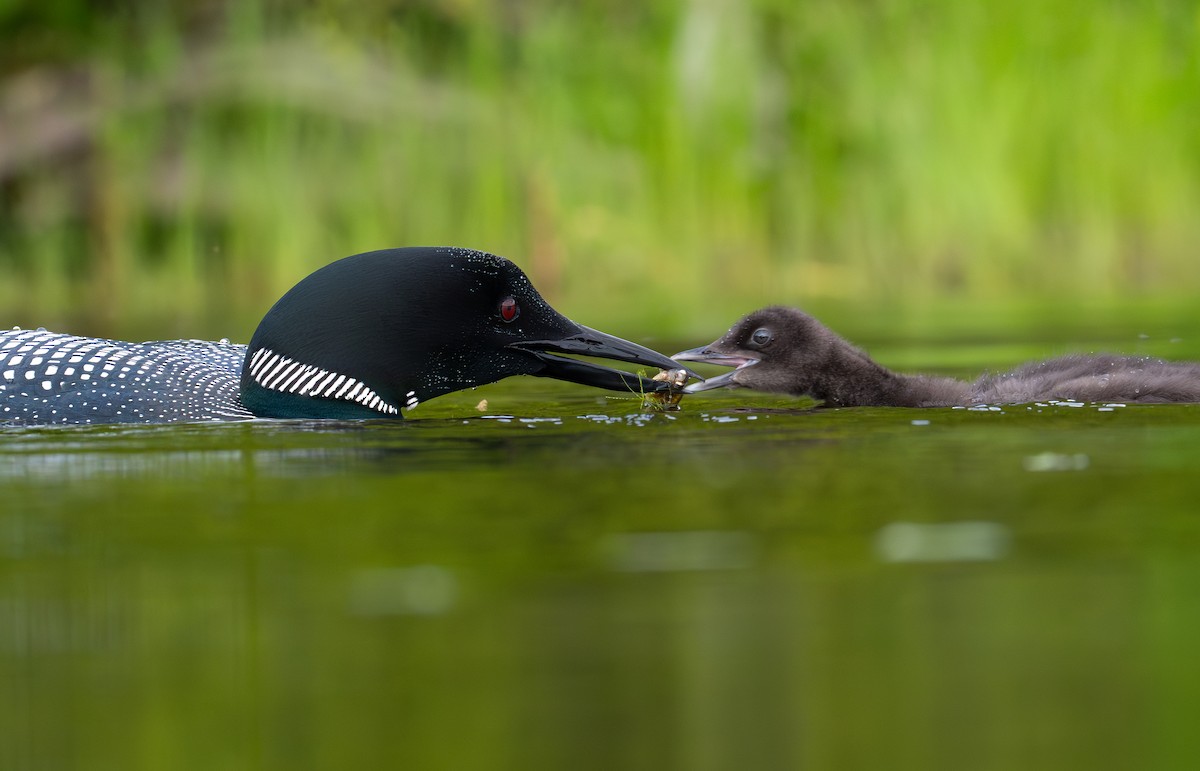 Common Loon - ML639028507