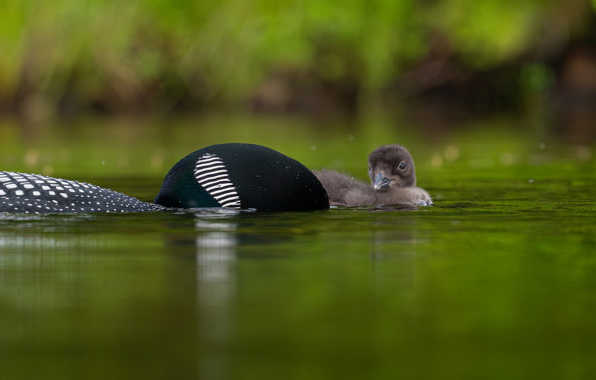 Common Loon - ML639028508