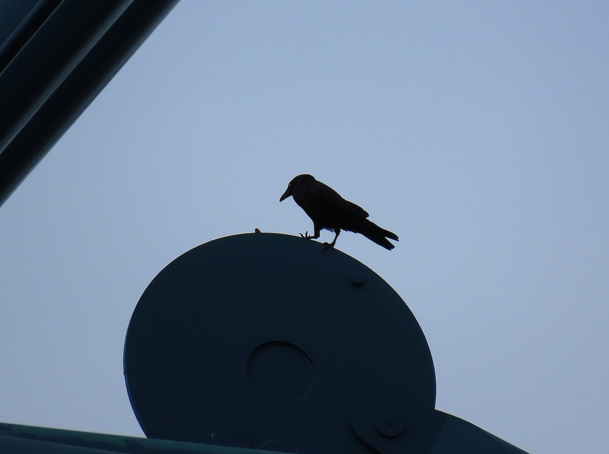 Little Raven - ML639028532