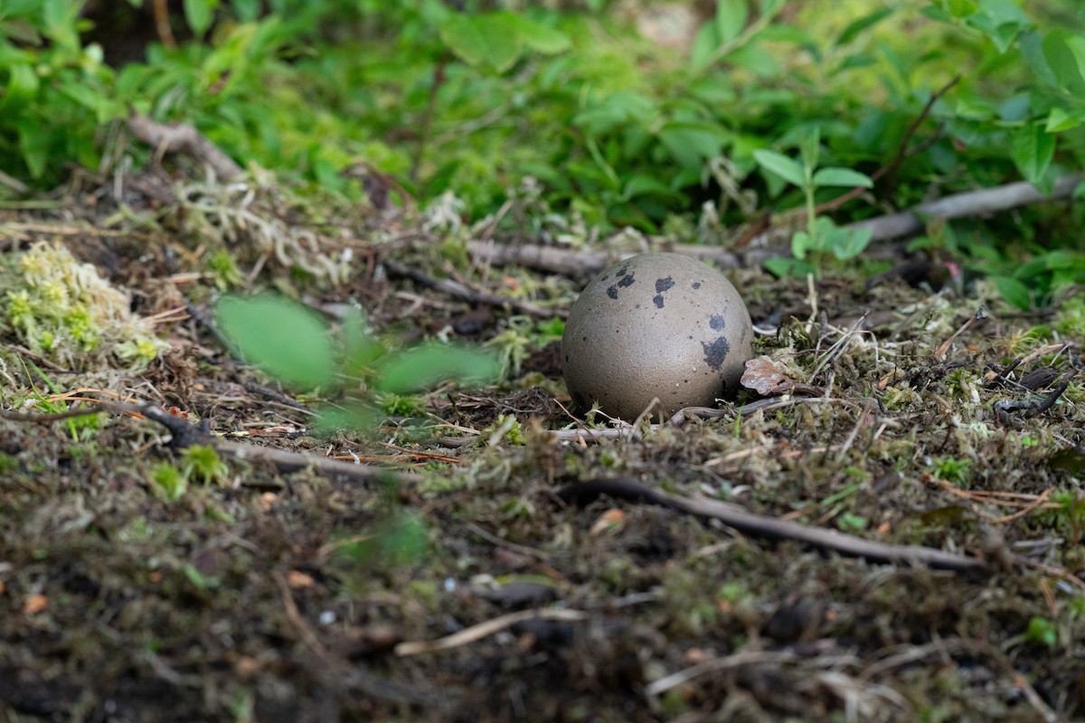 Common Loon - ML639028554