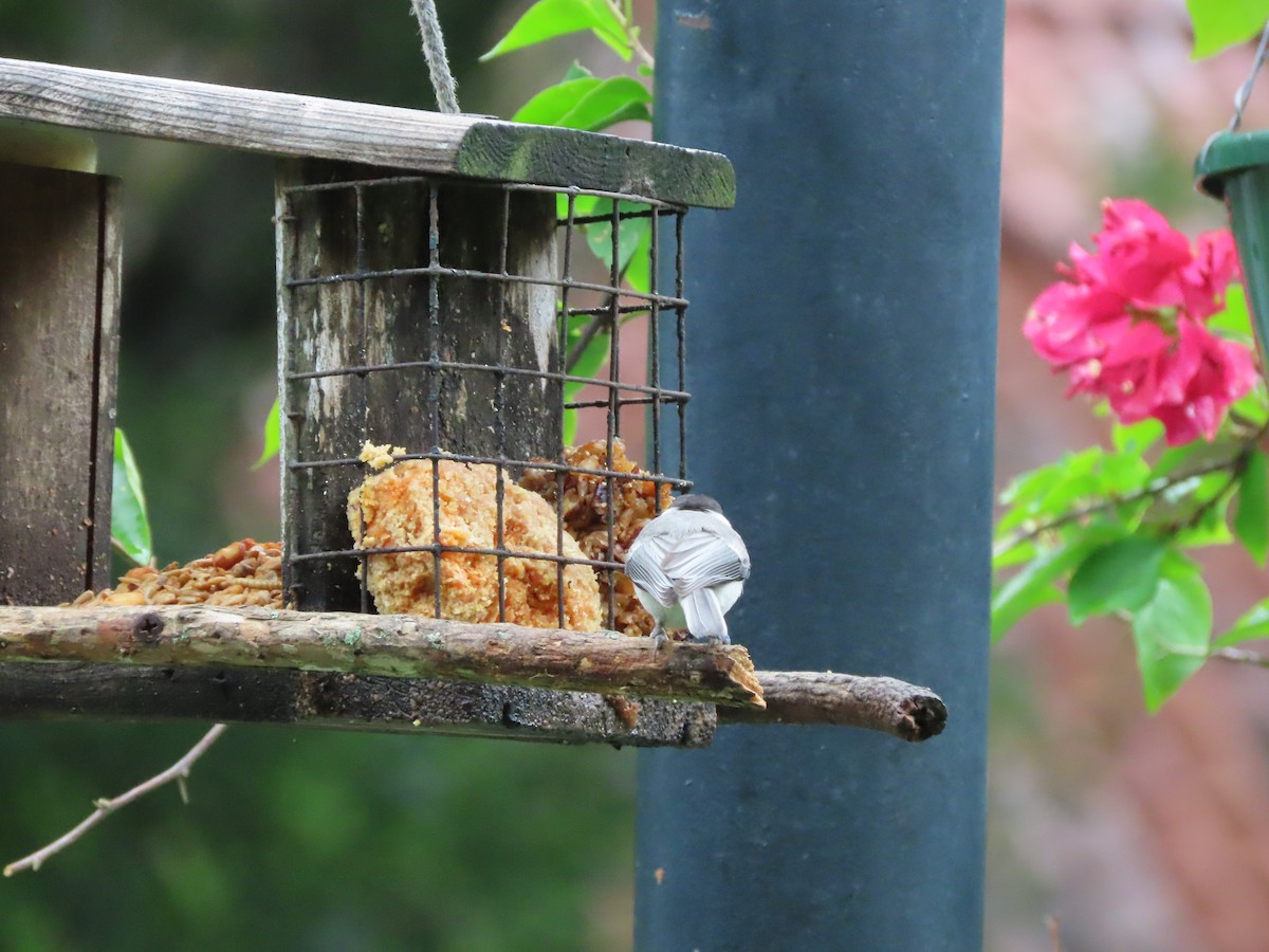 Carolina Chickadee - ML639028697