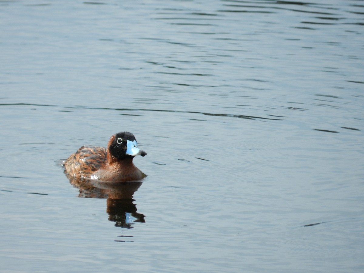 Masked Duck - ML63902871