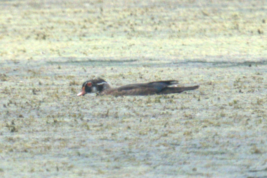 Wood Duck - ML639028746