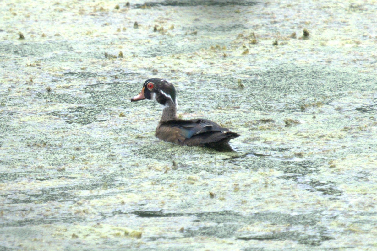 Wood Duck - ML639028747