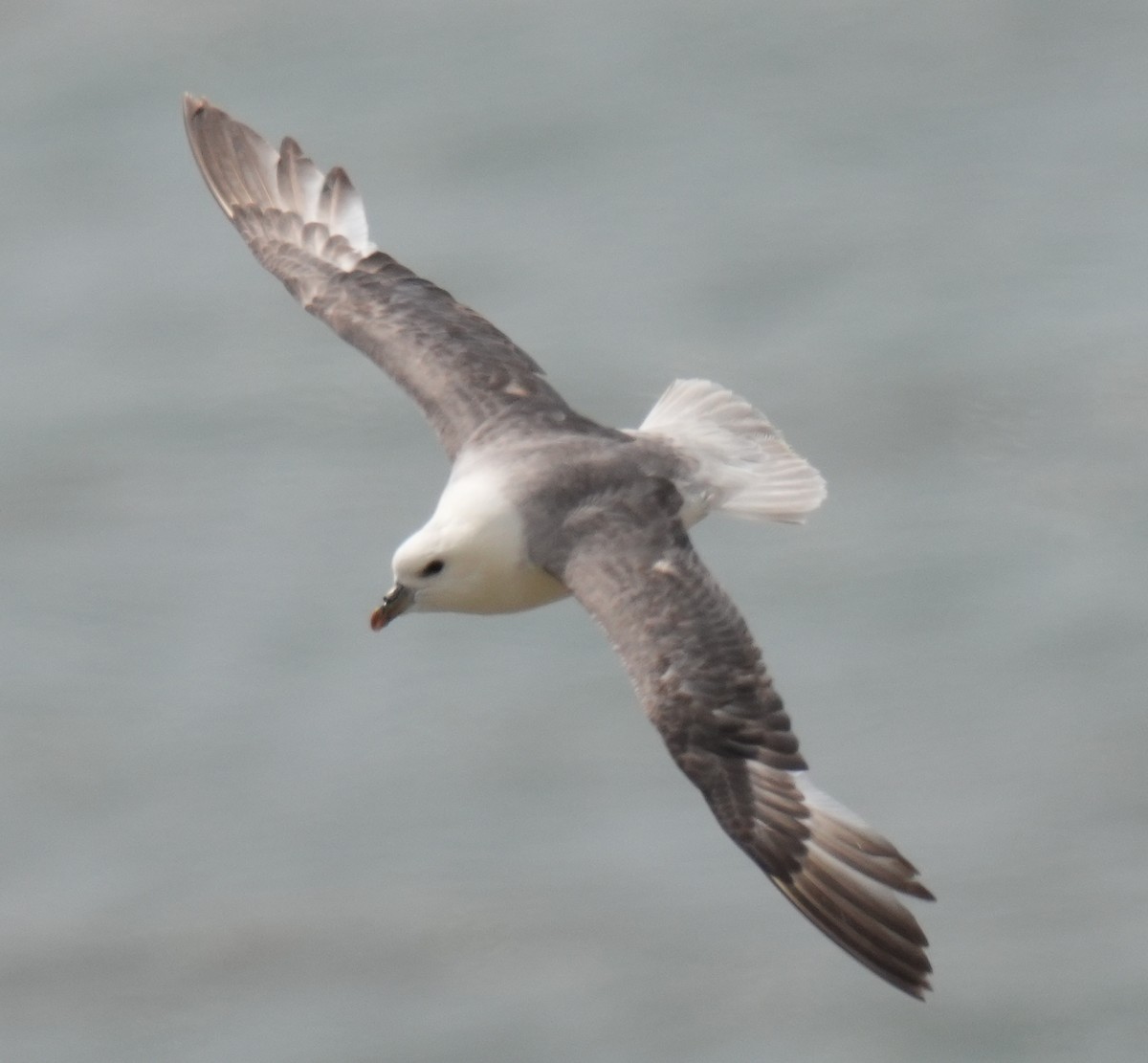 Northern Fulmar - ML639028752