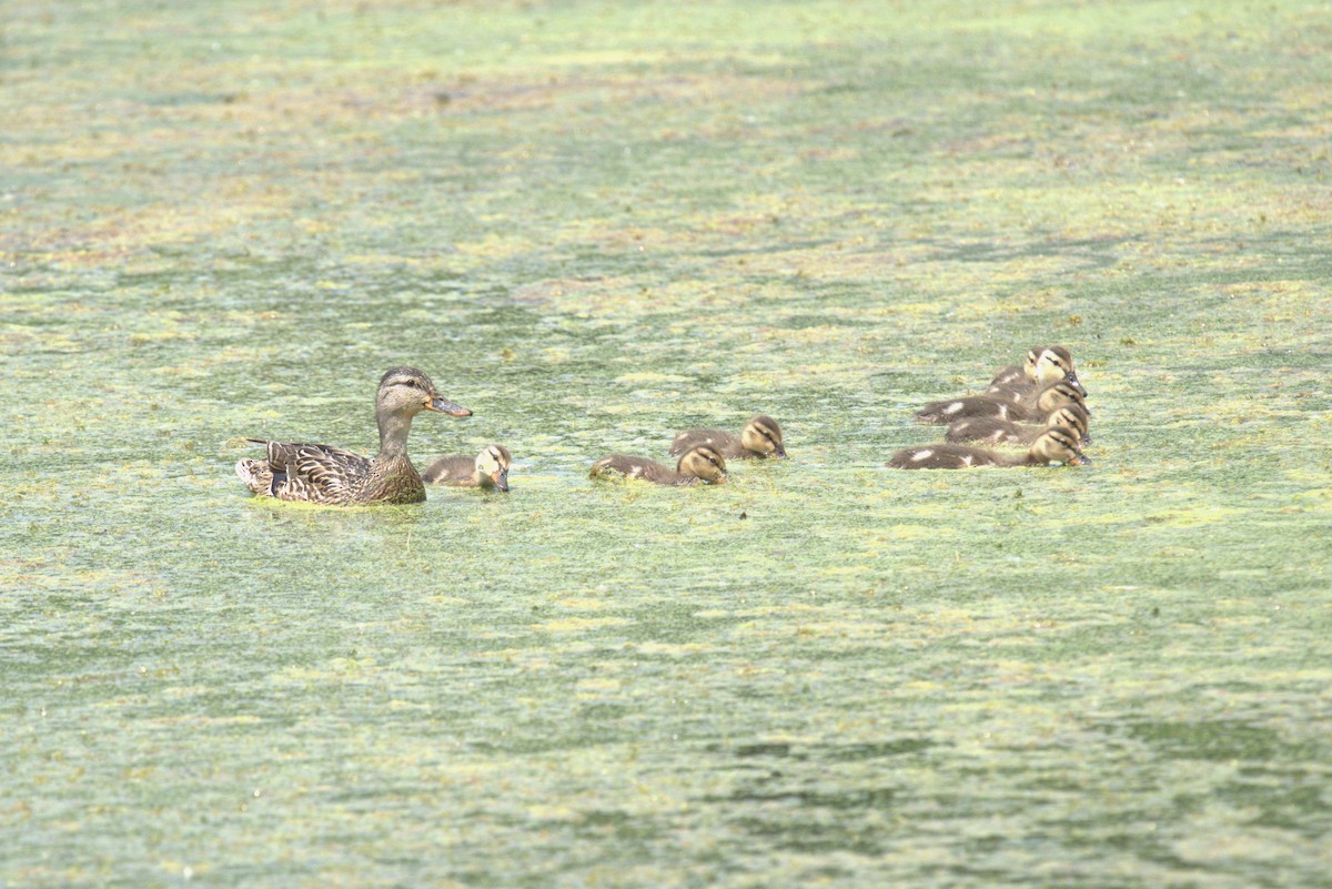 Mallard - ML639028754