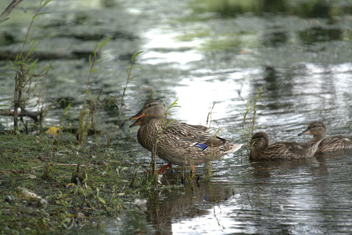 Mallard - ML639028755