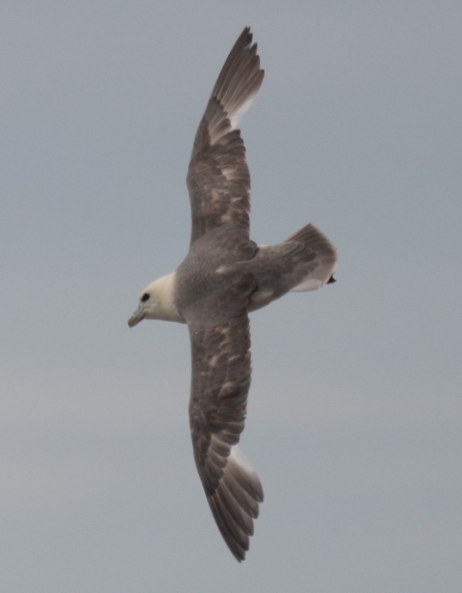 Northern Fulmar - ML639028768