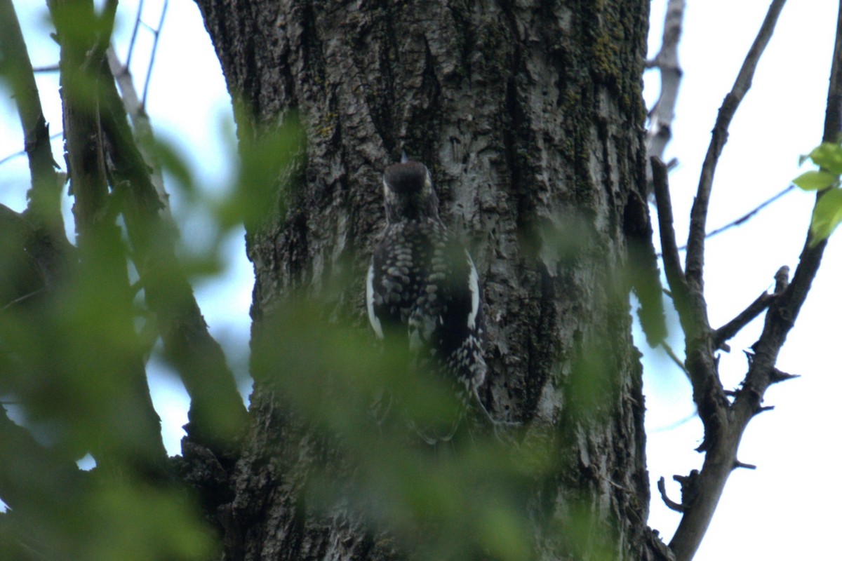 Yellow-bellied Sapsucker - ML639028777