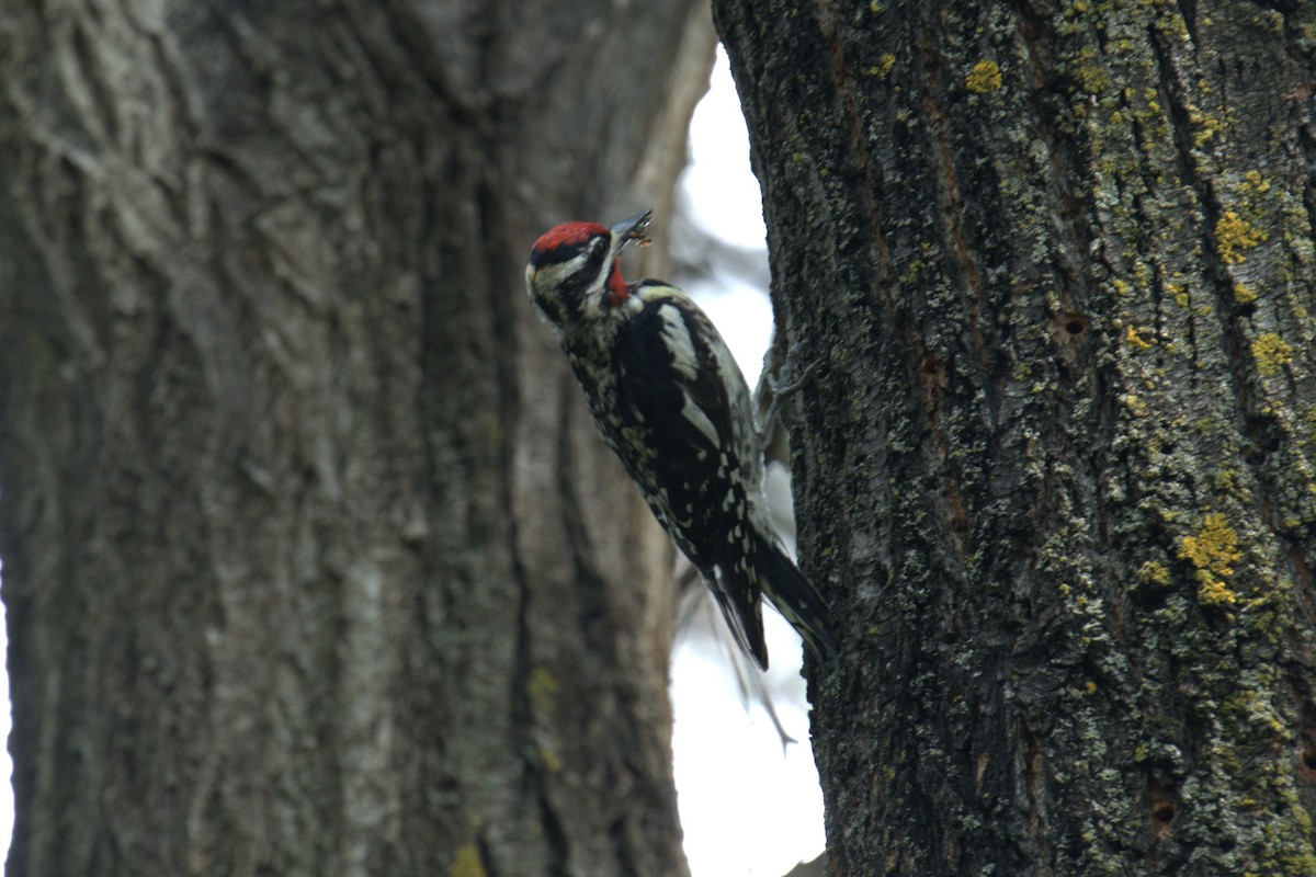 Yellow-bellied Sapsucker - ML639028778