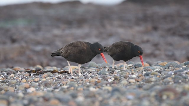 Blackish Oystercatcher - ML639028785