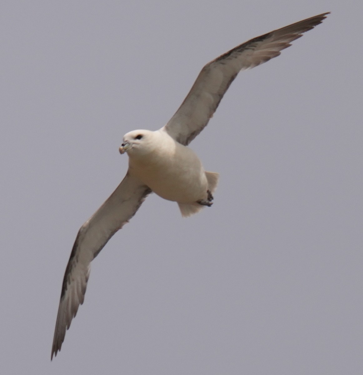 Northern Fulmar - ML639028789