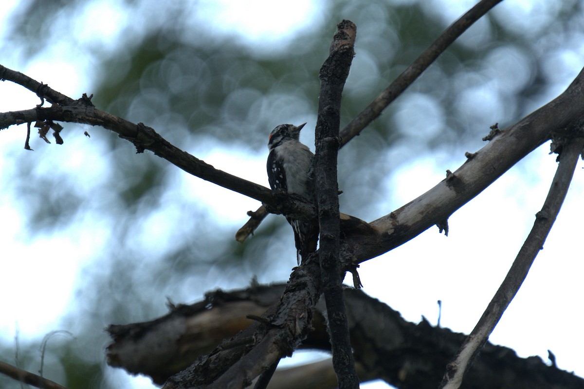 Downy Woodpecker - ML639028798