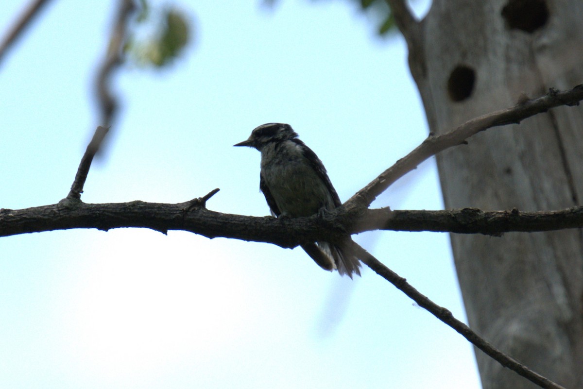 Downy Woodpecker - ML639028799