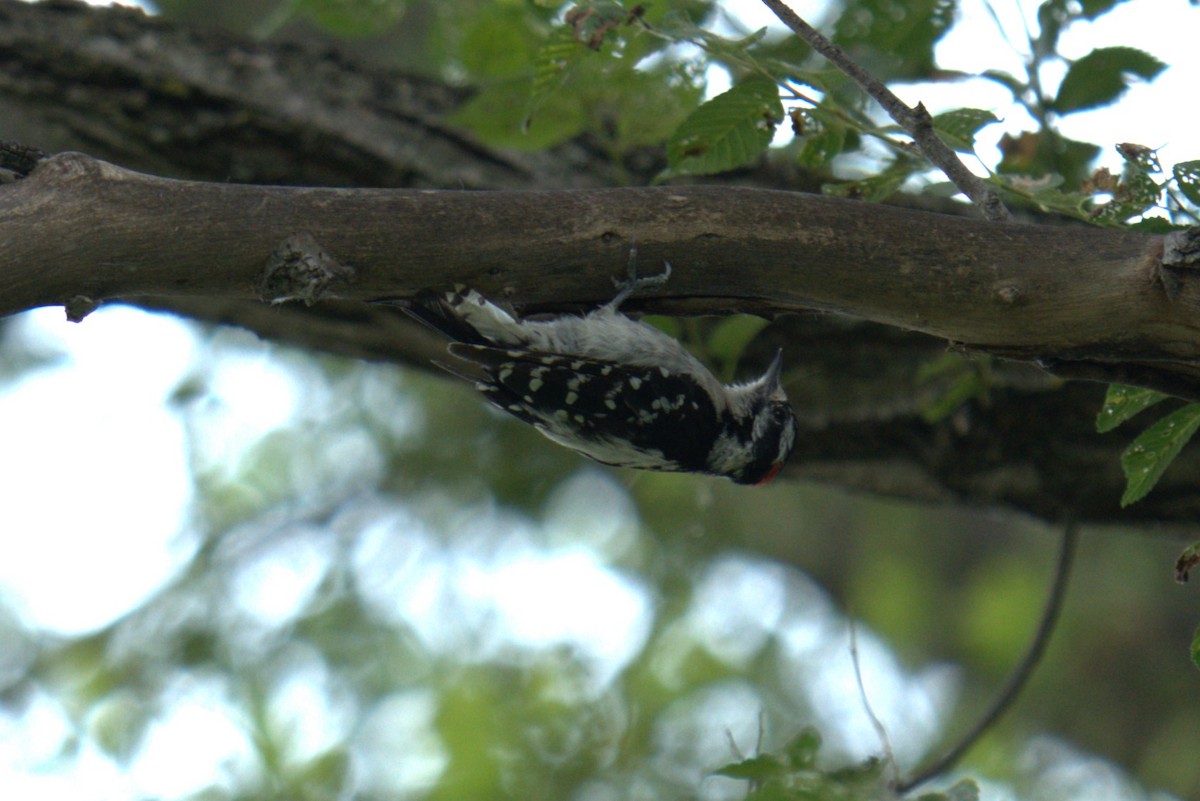 Downy Woodpecker - ML639028800