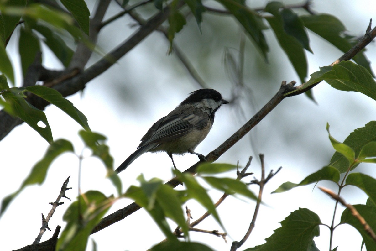 Black-capped Chickadee - ML639028825