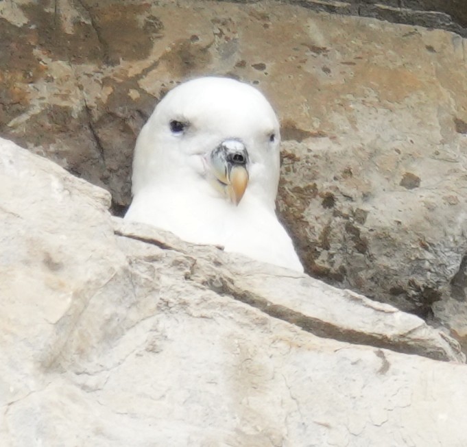 Northern Fulmar - ML639028834