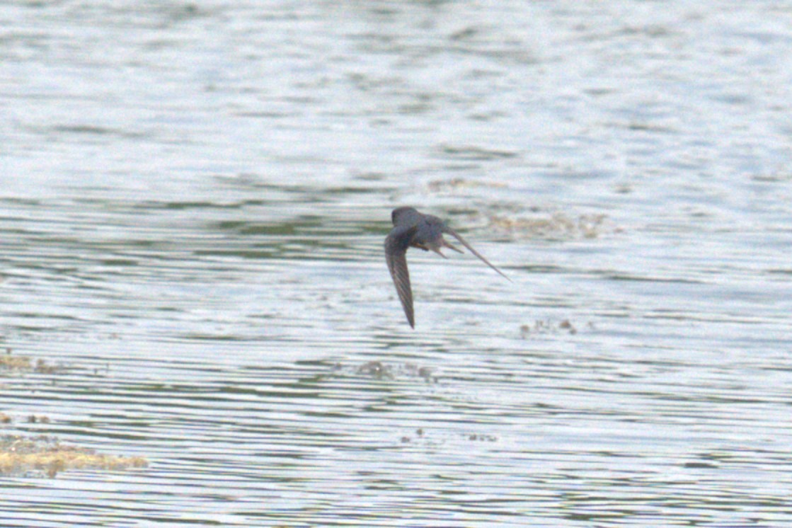 Barn Swallow - ML639028836