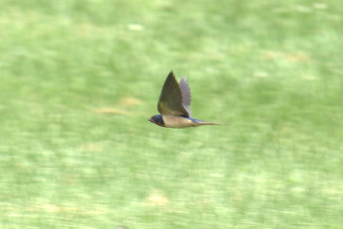 Barn Swallow - ML639028837