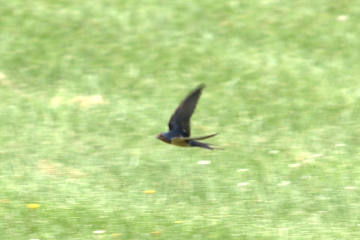 Barn Swallow - ML639028838