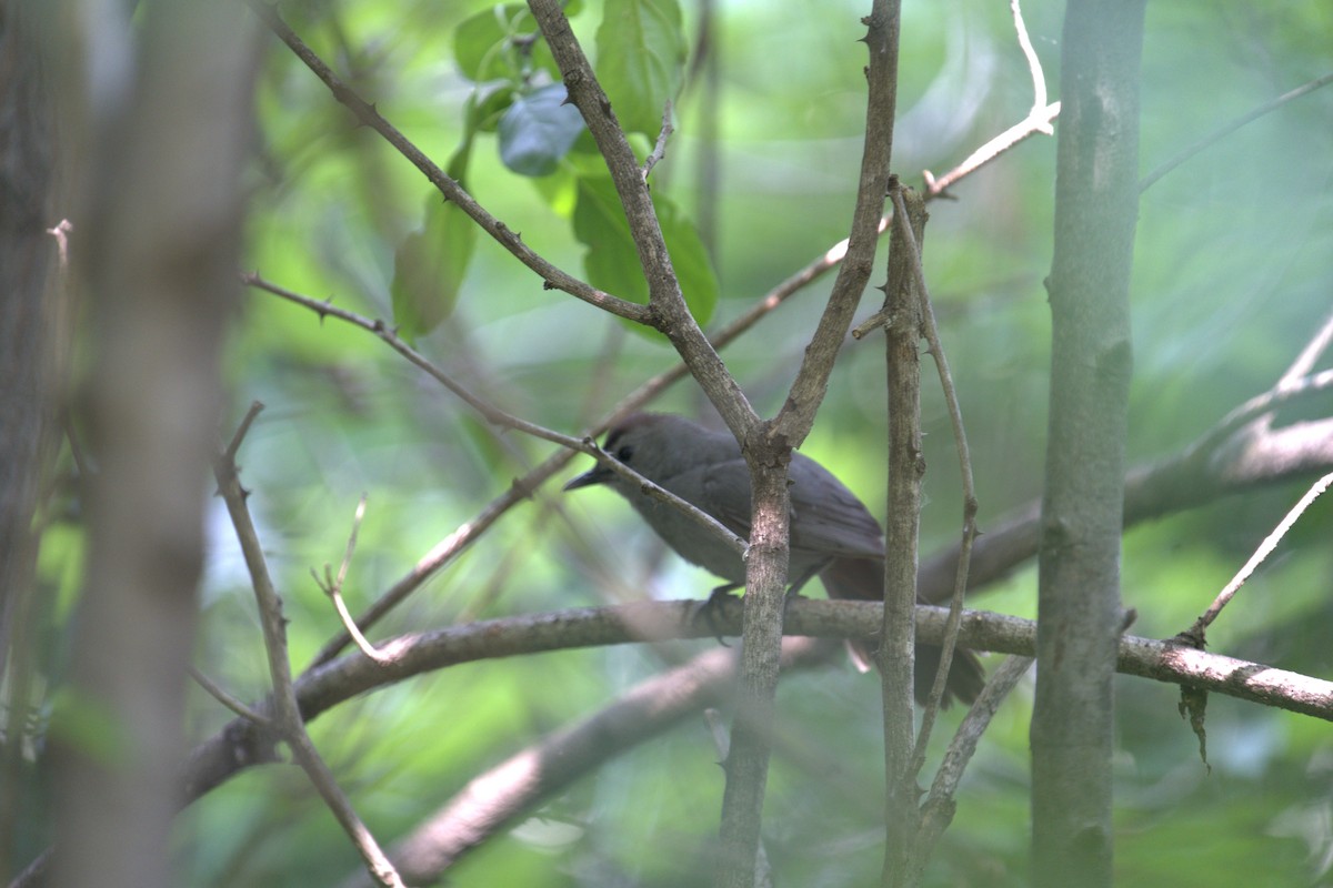 Gray Catbird - ML639028844