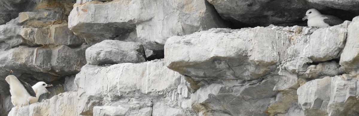 Northern Fulmar - ML639028846