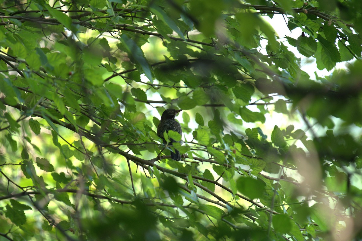 American Robin - ML639028851