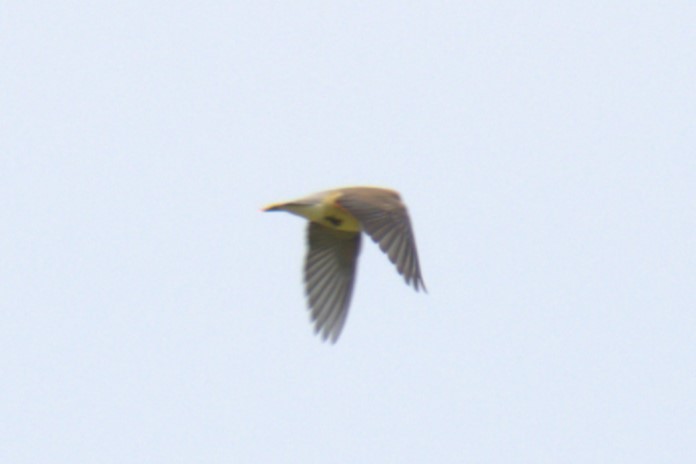 Cedar Waxwing - ML639028859